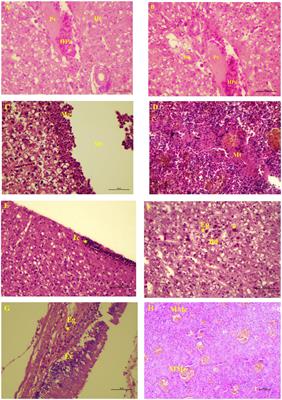 Pathological effects due to metacercariae of Clinostomum piscidium migration in snakeskin gourami (Trichopodus pectoralis) in Thailand